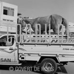 20-04-2007 Egypte.

[keywords]Black & White Image, Truck, Horse[/keywords]